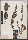 Foto von Salix aurita L.